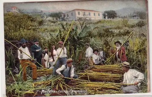 36393 Ak Madeira Cutting of Sugar Cane um 1910