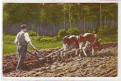 36359 Ak Bauer laboure avec des vaches pré-plongées 1917