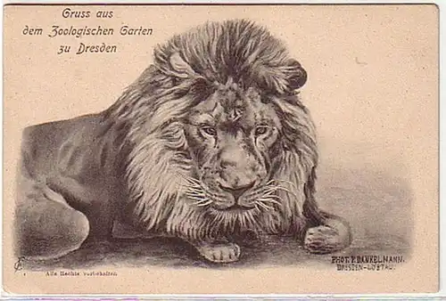 36077 Ak Gruß aus dem ZOO Dresden Löwe um 1910
