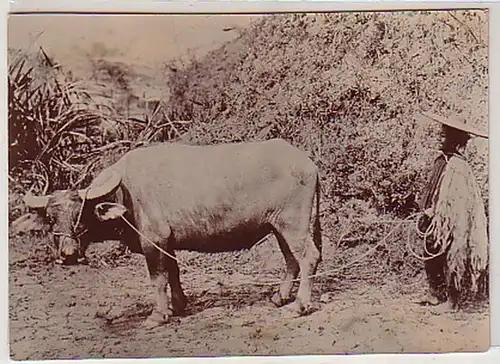 35711 Foto dt. Kolonien Chinesischer Hirte um 1910