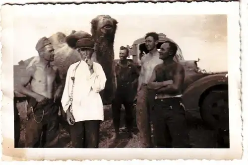 32412 Photo originale de la Russie chameau dans la steppe dans le 2e guerre mondiale