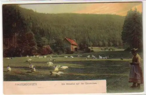 31934 Ak Obsterbergen sur le pré d'oie 1904