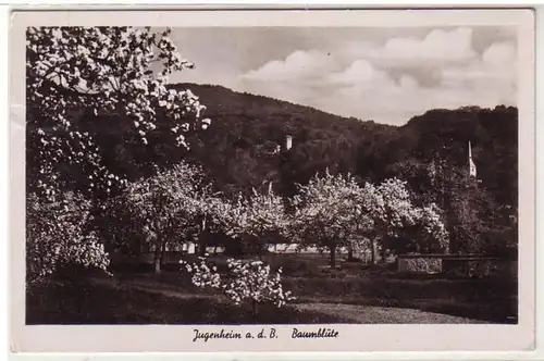 31194 Ak Jugenheim a.d.B. Fleur des arbres 1941