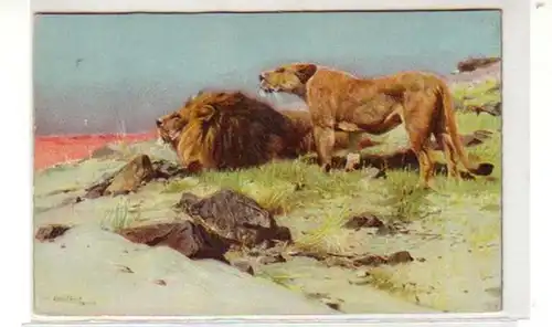 31176 Ak proie lions qui espionnent vers 1910
