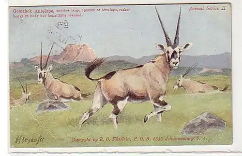 30950 Ak Gemsbock Antilope en Afrique 1911