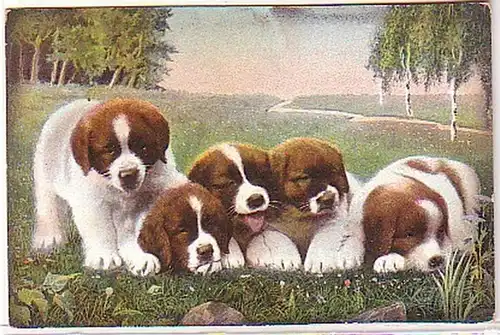 30015 A Chien chien sur la prairie couché autour de 1910