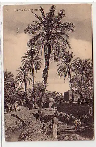 30321 Ak Biskra Algérie Vue d'ensemble 1910