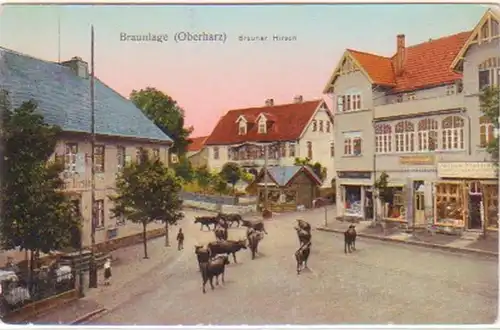 29654 Ak Braunlage Oberharz Brauner Hirsch um 1920