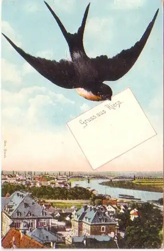 28186 Schwalben Ak Gruß aus Riesa Totalansicht 1912