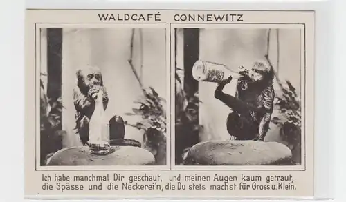 27919 Ak Wald-Café Leipzig-Connewitz avec singes vers 1920