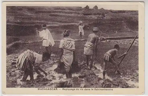 25024 Ak Madagascar Repiquage du riz dans le Vakinankaratra