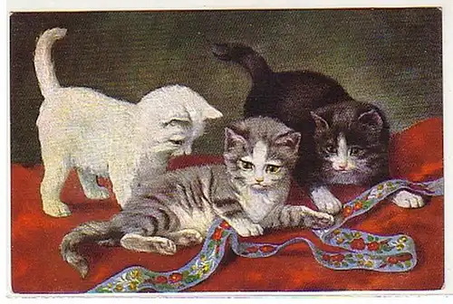 24707 Ak 3 petits chats jouent avec un groupe autour de 1910