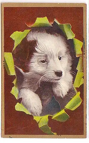 24634 Ak Hunde Welpe schaut durch Karton um 1910