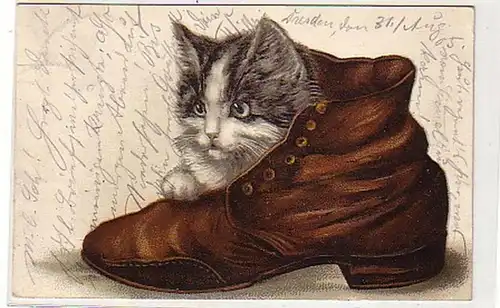 24515 Präge Ak Katze schaut aus Schuh 1905