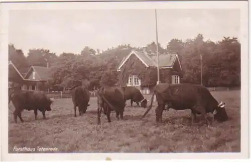 24425 Ak Forsthaus Totenrode avec vaches de pâturage 1946