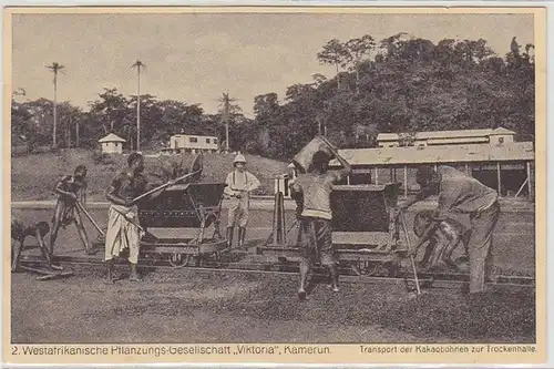 23004 Ak Cameroun cacao plantation vers 1920