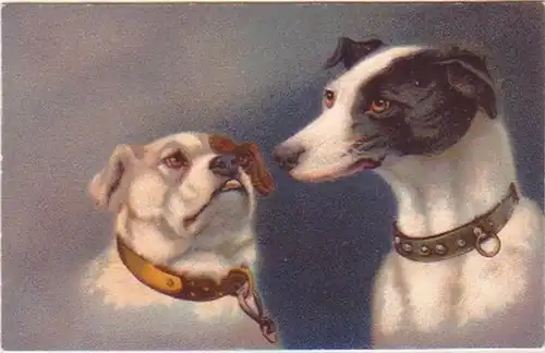 21475 Ak Lithographie deux chiens Wenau Delila vers 1910
