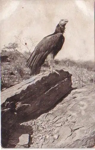 21367 Ak deutsche Kolonie DSWA Felsen Adler um 1905