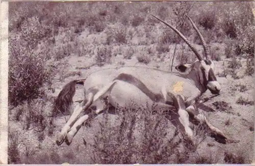 21353 Ak DSWA erlegte Spiessbock Antilope um 1905