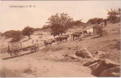 21309 Ak colonie allemande DSWA voitures de bœuf vers 1905