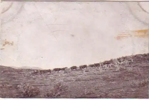 21299 Ak DSWA canon de champ avec bœufs tendu vers 1905