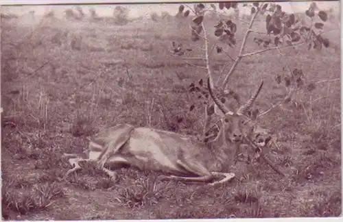 21297 Ak colonie allemande DSWA bâtard antilope vers 1905
