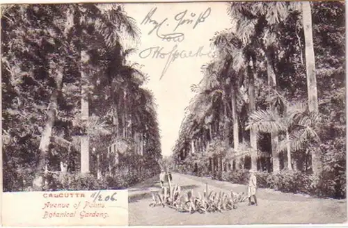 20864 Ak Calcutta Indien botanischer Garten 1906