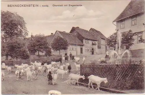 19691 Ak Benneckenstein Oberstadt mit Ziegenherde 1910