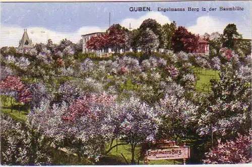 18261 Ak Guben - La montagne d'Engelmann dans la fleur des arbres 1920