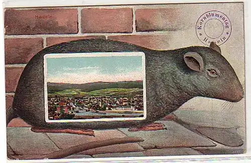 17984 Ratten Ak Kornblumentag Hameln 1911