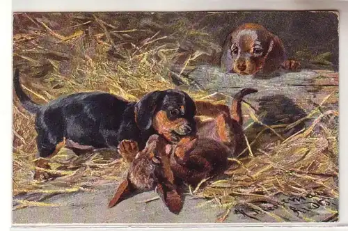 17939 Ak Joueurs chiens chiots Dackel 1917