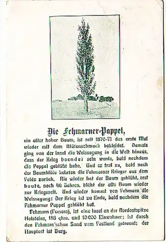 17252 Geschichts Ak Die Fehmarner Pappel 1916