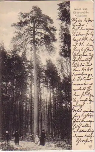 15000 Ak Gruß aus Eberswalde Königskiefer 1905