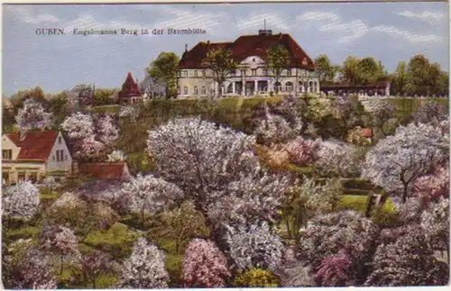 12983 Ak Guben Engelmanns Berg dans la fleur des arbres vers 1925