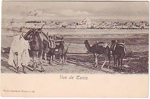 12747 Ak Vue de Tunis Dromedar Tunisie Tunisie Tunis 1905