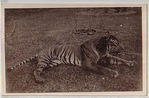 12642 Ak Niederländisch Indien Tiger 1928