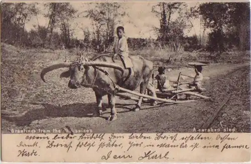 12600 Ak Philippines Enfants avec des buffles 1907