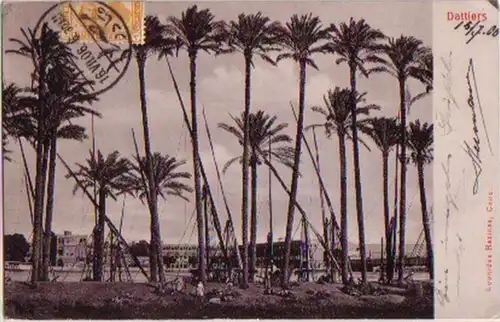 12593 Ak Caire/ Cairo Egypte Palmiers de datte 1906