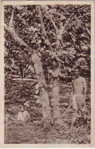 12568 Ak Trinidad & Tobago Cocoa Tree 1929