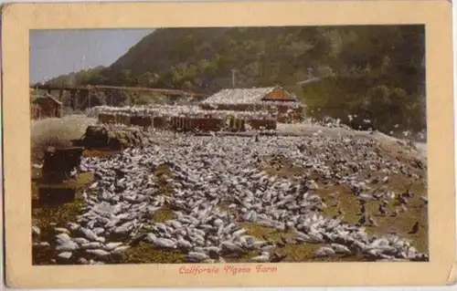 12497 Ak Californie Los Angeles Pigeon Farm 1910