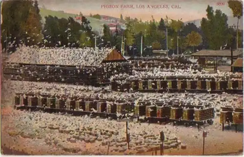 12495 Ak Californie Los Angeles Pigeon-Farm 1909