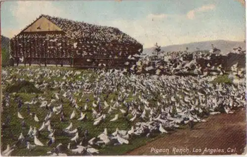 12496 Ak Californie Los Angeles Pigeon Farm 1909