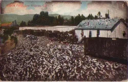 12494 Ak Kalifornien Los Angeles Pigeon-Farm 1909