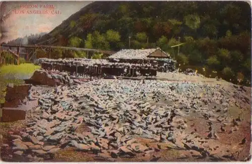 12492 Ak Californie Los Angeles Pigeon-Farm 1909