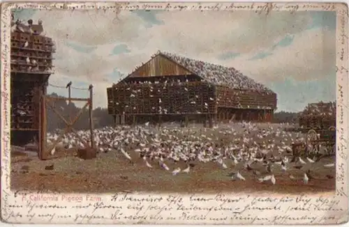12491 Ak Californie Los Angeles Pigeon Farm 1906