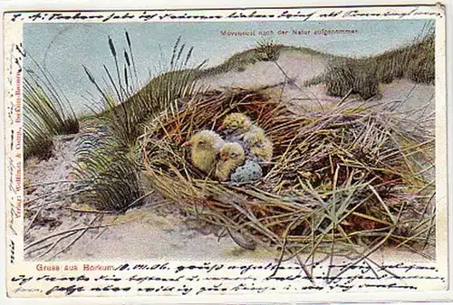 09937 Ak Gruß aus Borkum Möwennest 1906