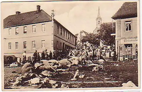 08429 Ak Berggießhübel angeschwemmte Viehkadaver 1927