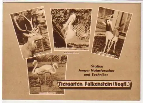 06847 Ak Tiergarten Falkenstein dans le Vogtland vers 1970