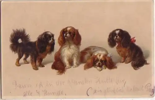 06282 M. Munk Artiste Ak avec 4 chiens vers 1910