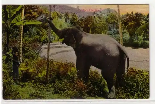 05797 Ak Ceylan Sri Lanka Eléphant vers 1920